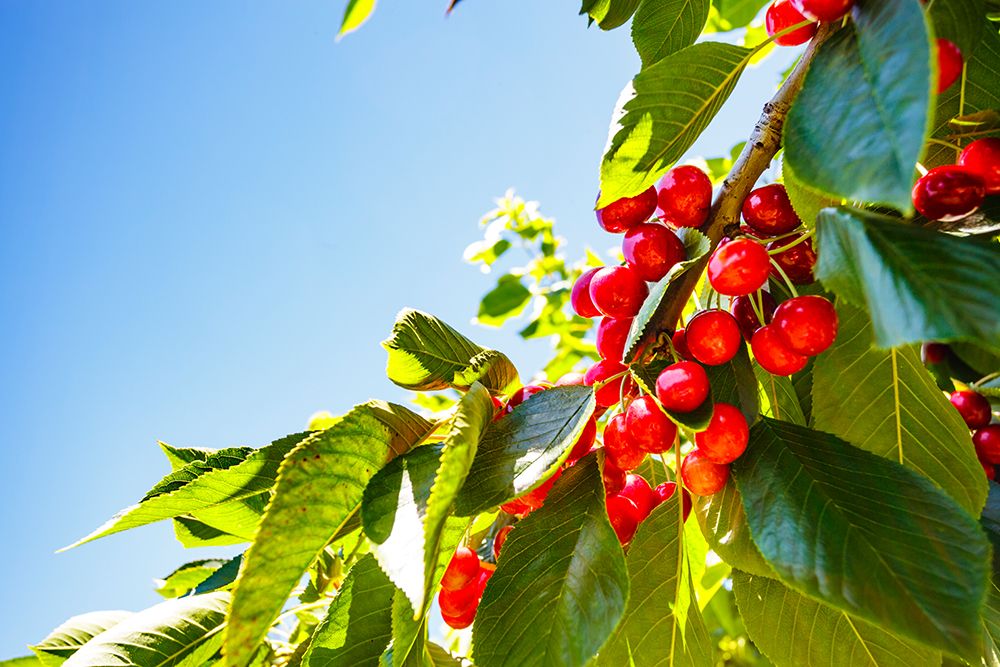 Cherries on the branch, Yakima, Washington State, USA.